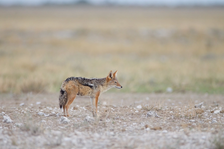 Black Backed Jackal Zimbabwe