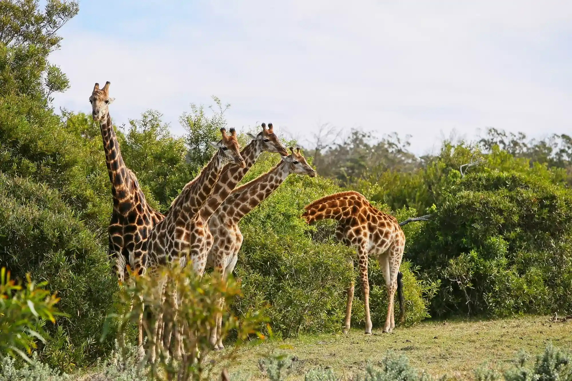 Giraffes Manyeleti