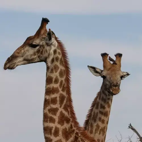Giraffe Safaris Hwange National Park