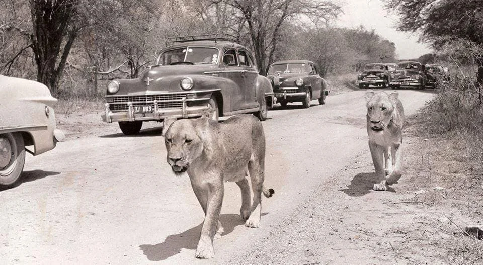 Le parc Kruger d'antan