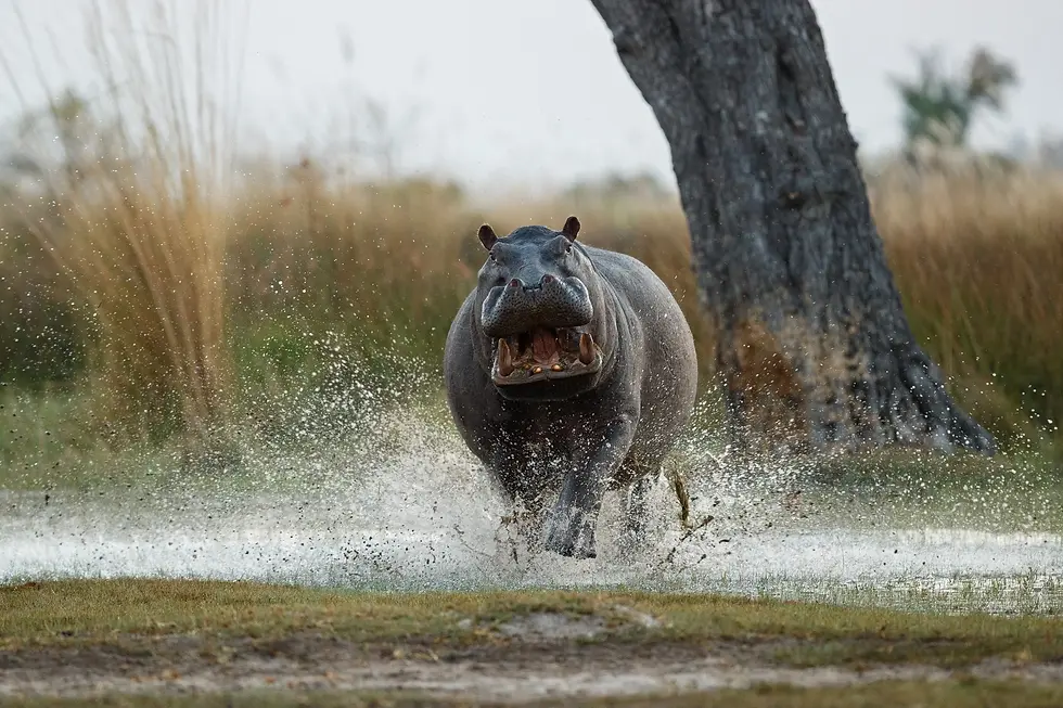Terittorial Hippo