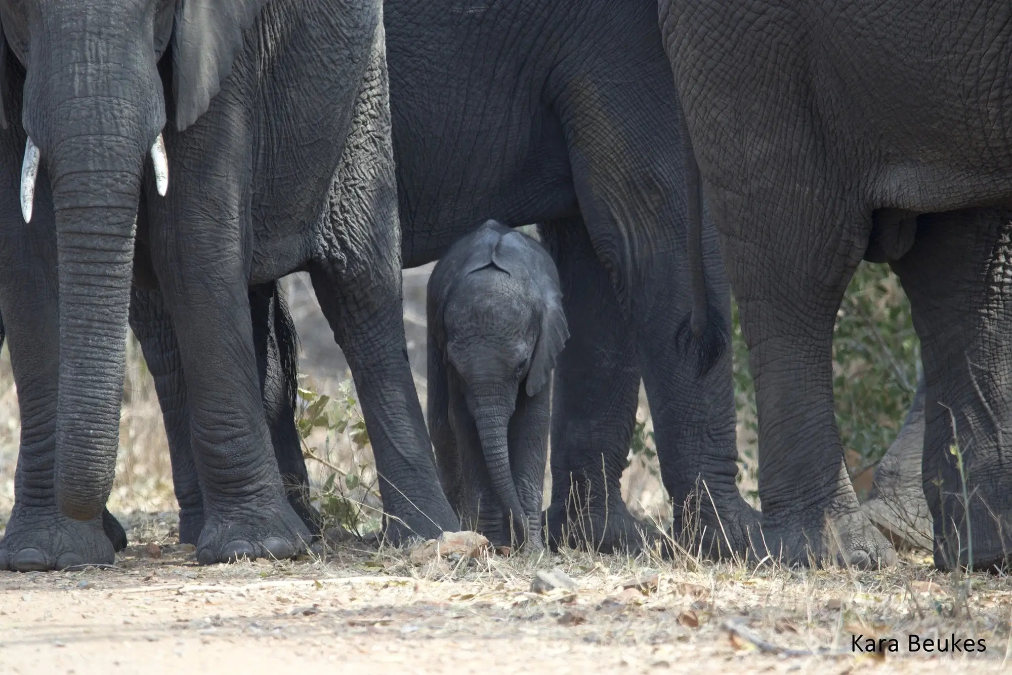 Safaris on a Budget
