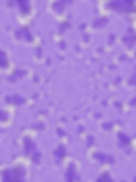 flower-2900412_1280.jpg