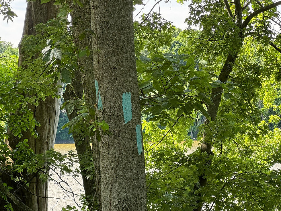 Blue Blazes painted on tree trunks along the river bank, identifying the Buckeye Trail.