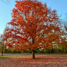 Fall tree bursting with red and orange leaves
