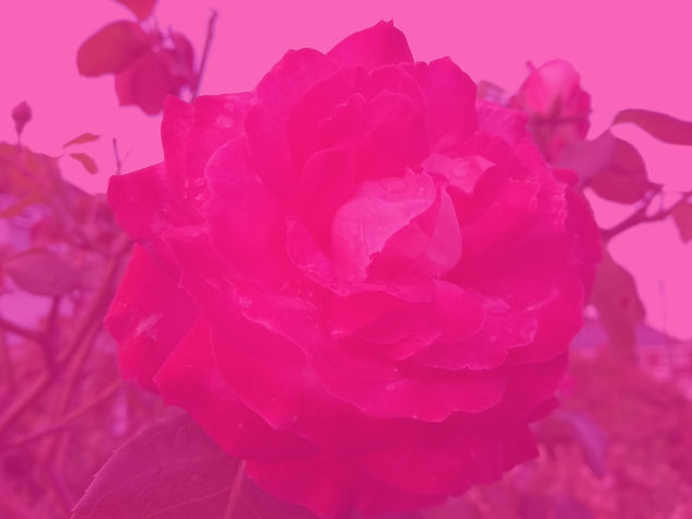 ROSE_edited.jpg