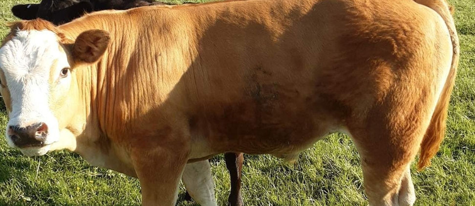 Local Butcher, Griffins of Stone, Butcher in Staffordshire, Butcher Near Me, Stone, Staffordshire, Ethically Sourced Meat, Beef Local Farm Staffordshire, Grass Fed.