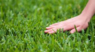A hand gently touches vibrant green grass, creating a serene and calming mood. This close-up highlights the lush texture of a healthy lawn.