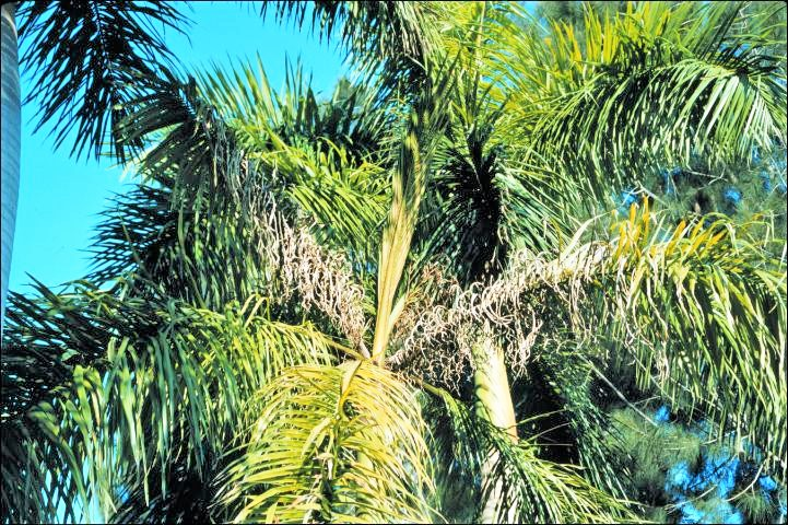 Close-up of lush green foxtail palm tree leaves. Some leaves look dry, diseased and sick.