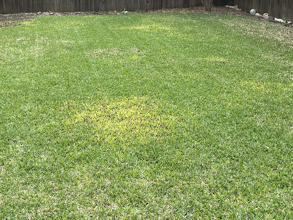 Green lawn with uneven patches in a backyard is an indication of a deficiency or pest.