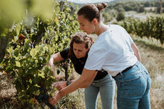 Vendanges manuelles au cœur des vignes