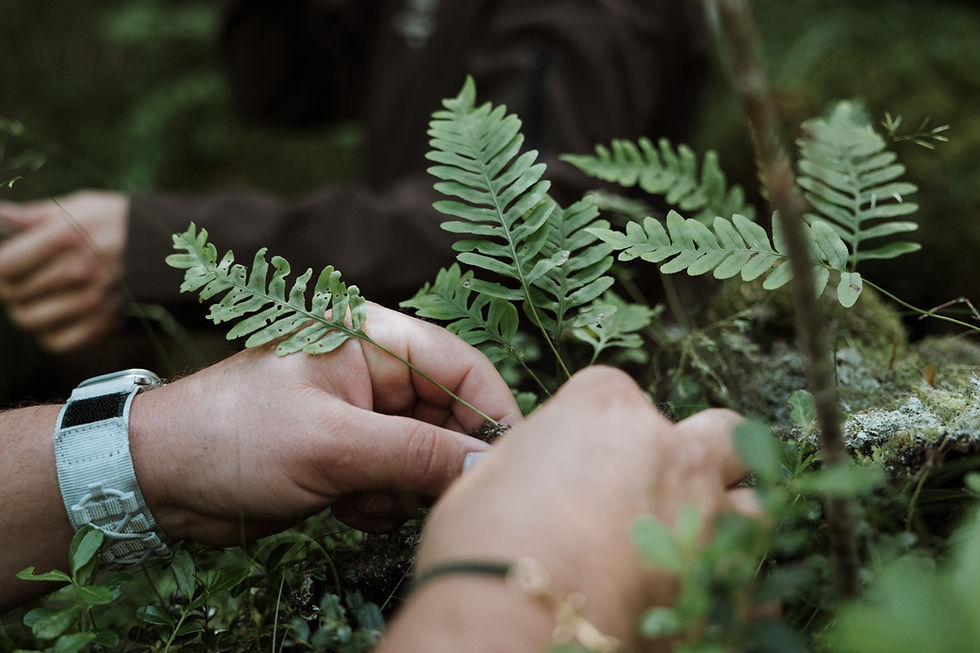 cueillette en forêt avec le Chef Clément Bouvier à Tignes