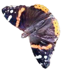 462547342_1706668426780603_1984537271442382422_n_edited.png