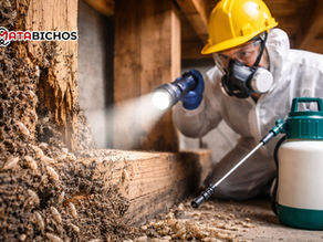 Fumigación contra termitas: cuándo es urgente llamar a expertos