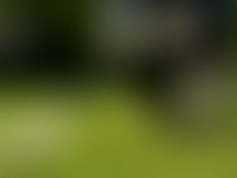 ¿Con fumigación se mueren las garrapatas?