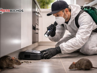 ¿Cuánto cuesta una Fumigación de ratas en la Ciudad de México?