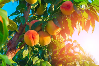 shutterstock_696069439.jpg
