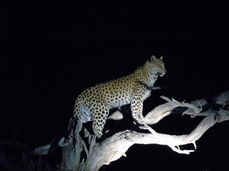 Léopard parc national du Kgalagadi Afrique du Sud