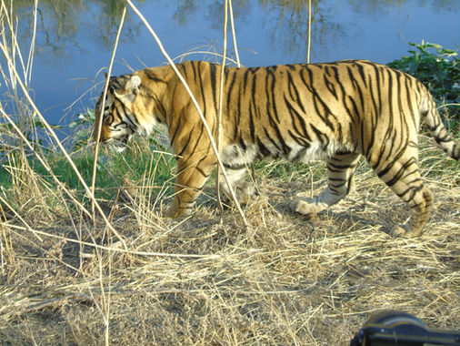 Tigre Ranthambore