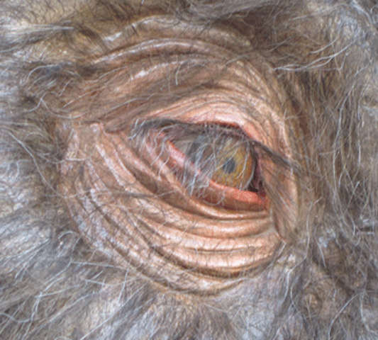 Wooley-Mammoth-Eyes.gif