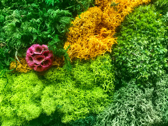 moss and plants