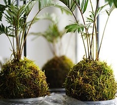 Kokedamas