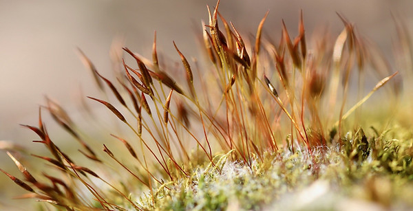 moss-5026256_1920.jpg