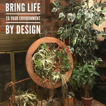 air plant frame
