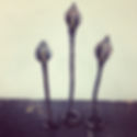 Calla Lilies