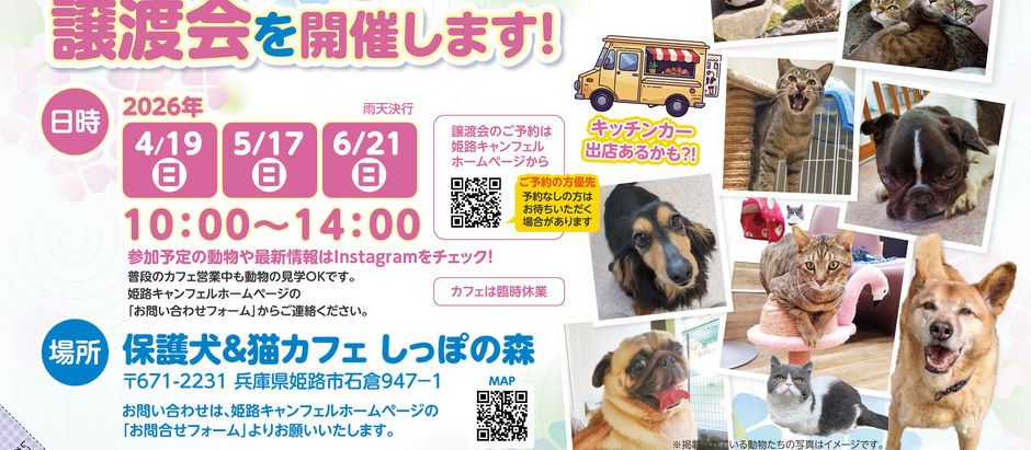 【5月ご予約受付中】2025年4~6月譲渡会