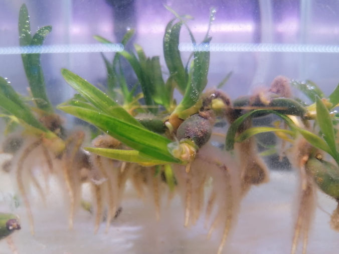 SEEDLINGS.jpeg