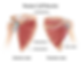 Rotator Cuff Muscle