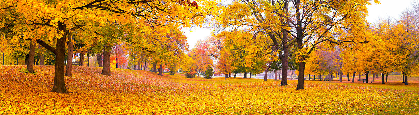 Chicago: Lincoln Park at Fall
