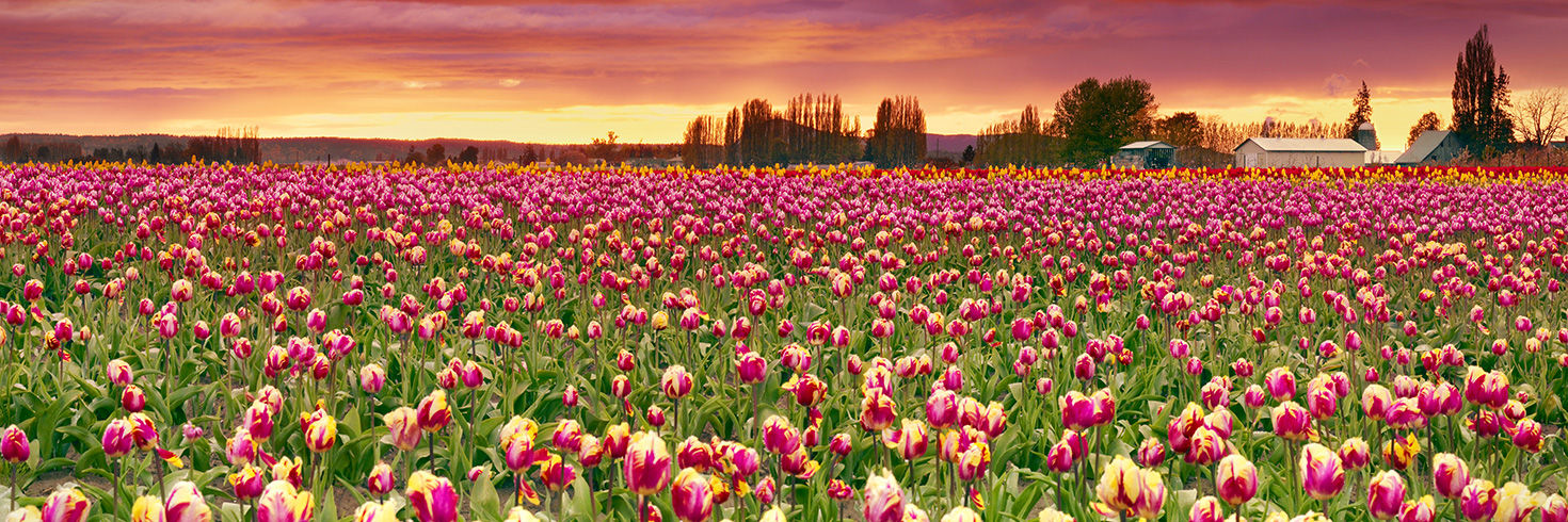 Gardens of Eden Series - IPA