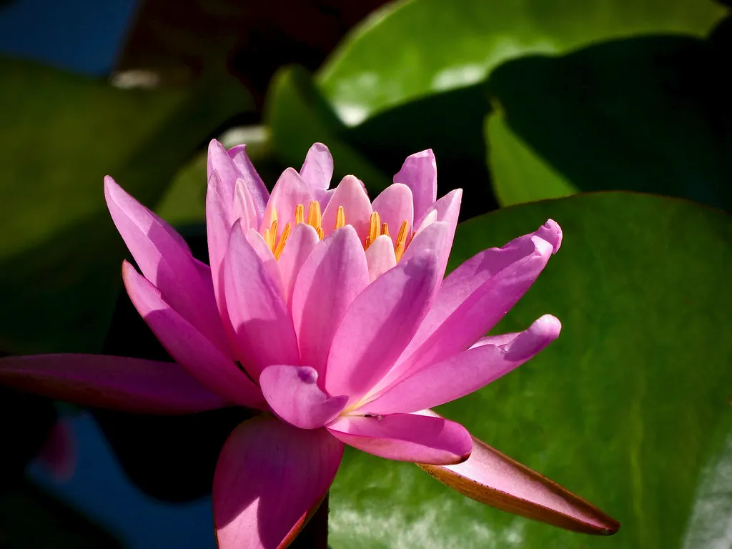 Lotus.webp