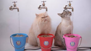 Eles criaram bebedouros para gatos e receberam aporte de R$ 111 milhões