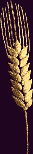 archetypal analysis, Jungian, the Self, dreamwork,analiza archetypowa, Jung, Jaźń, praca ze snami