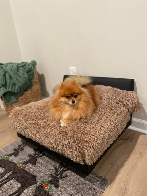 Image of a dog using Club Nine Pets Bed sent in by customers