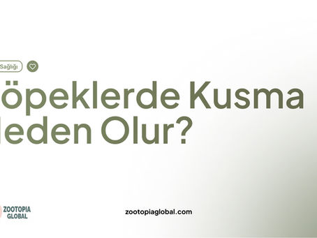 köpeklerde kusma neden olur