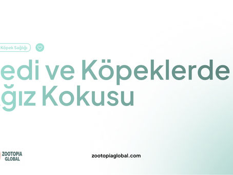 kedi ve köpeklerde ağız kokusu