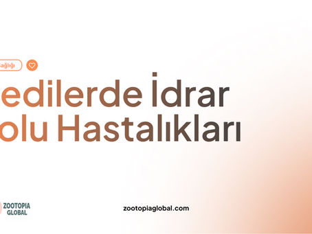 kedilerde idrar yolu hastalıkları