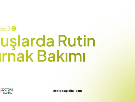 kuşlarda rutin tırnak bakımı