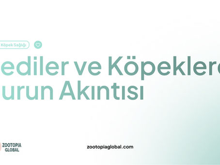 kediler ve köpeklerde burun akıntısı
