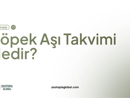 Köpek Aşı Takvimi Nedir?