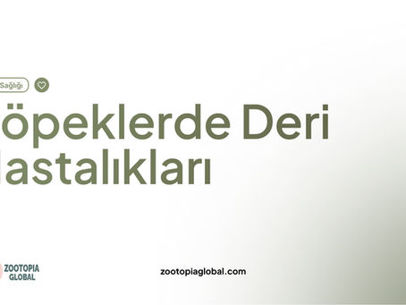 Köpeklerde Deri Hastalıkları