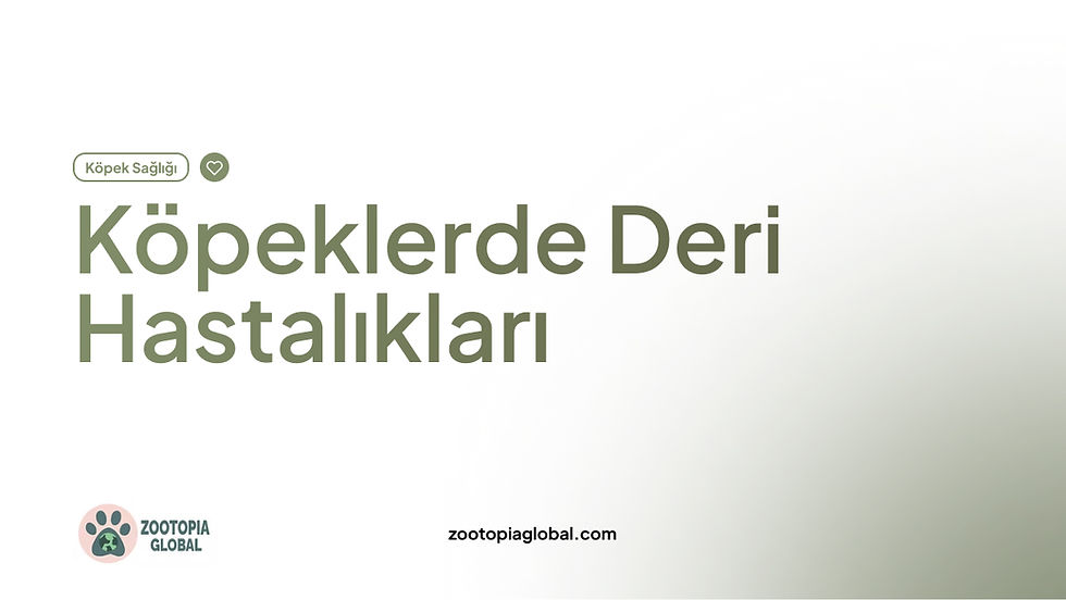 Köpeklerde Deri Hastalıkları