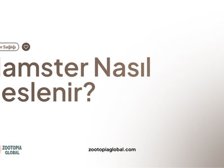 Hamster Nasıl Beslenir?