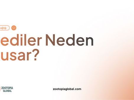 kediler neden kusar