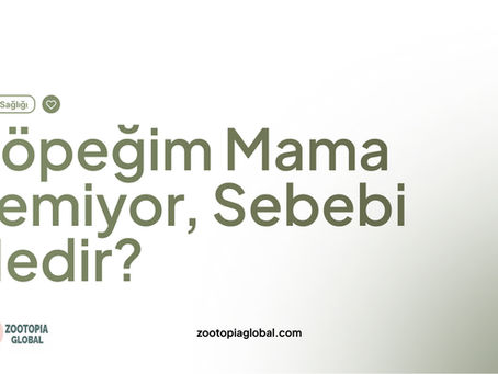 Köpeğim Mama Yemiyor, Sebebi Nedir?