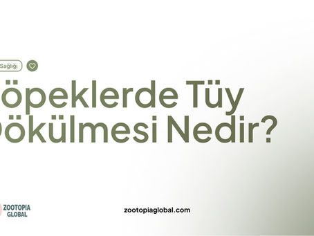 köpeklerde tüy dökülmesi nedir